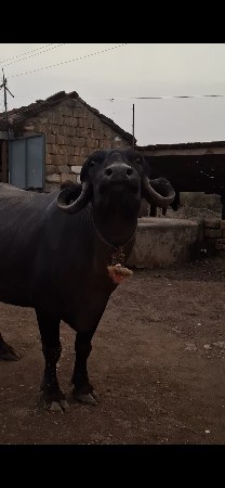 ભેસ વેચવાની છે