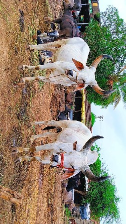 મોરલા વેચવાના છે.