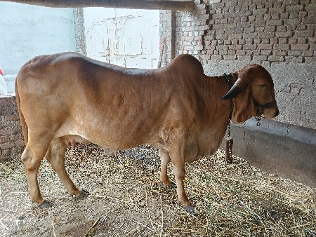 સુવર્ણ કપિલા ગાય વેચવાની છે