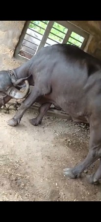 ખળેલુ