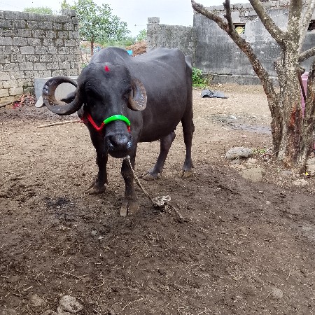 બેસુ વેચવાની યુ છે