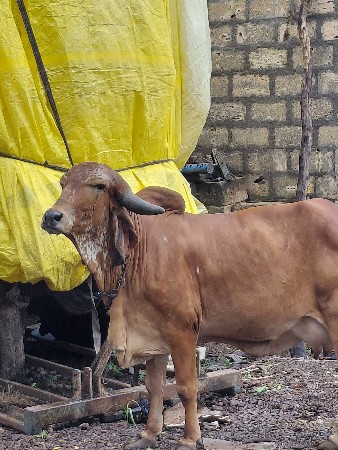 ગીર ગાય વેચવાની છે