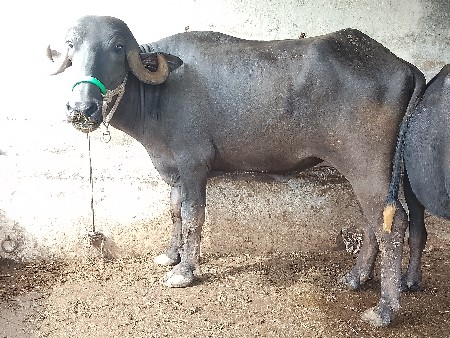 ખડેલા વેચવાના છે