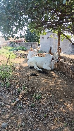 બિજિધંરાનાબળદવેશવાનાશે