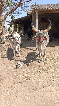 બળદ વેચવાના છે સાવ સોજા