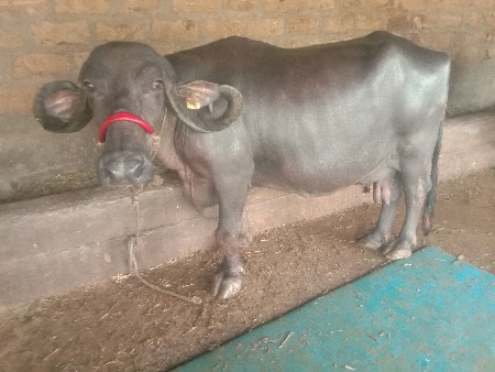 ભેસ