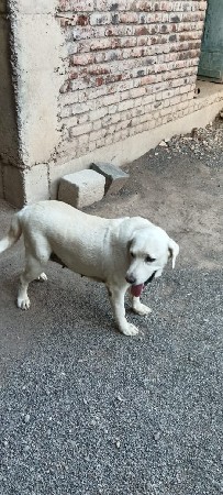 Labrador fimel
