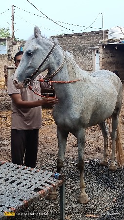 ઘોડી વેચવાની છે