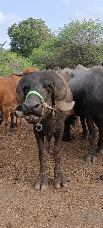 પાડો