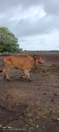 આ બળદ વેચાવા નો છે