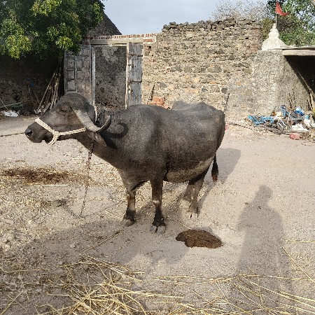ભેંસ