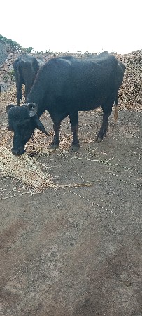 ખડેલી વેચવાની છે