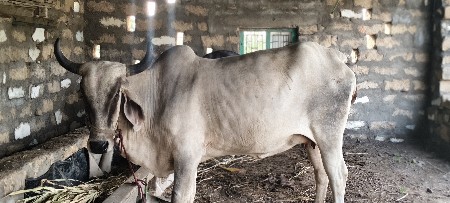 આ પેલા વેતર ની હોડકી વેચવાની છે