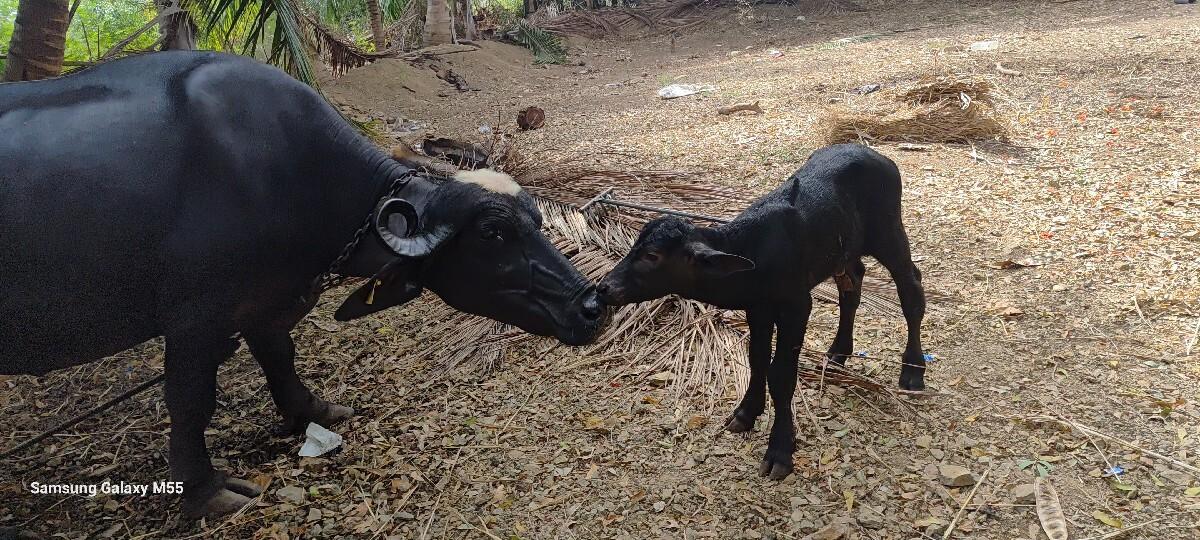 ખડેલી વેચવાની છે