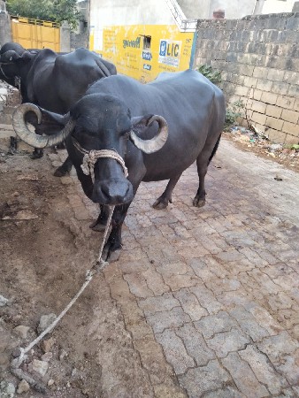 અરસી ભાઈ જેઢા ભાઈ પીપરોતર