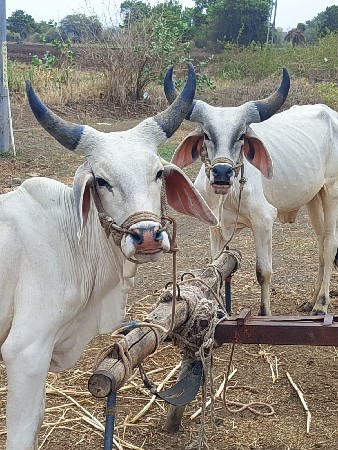 ગોઢલા. સાટે. વછેરિ. વછેરો