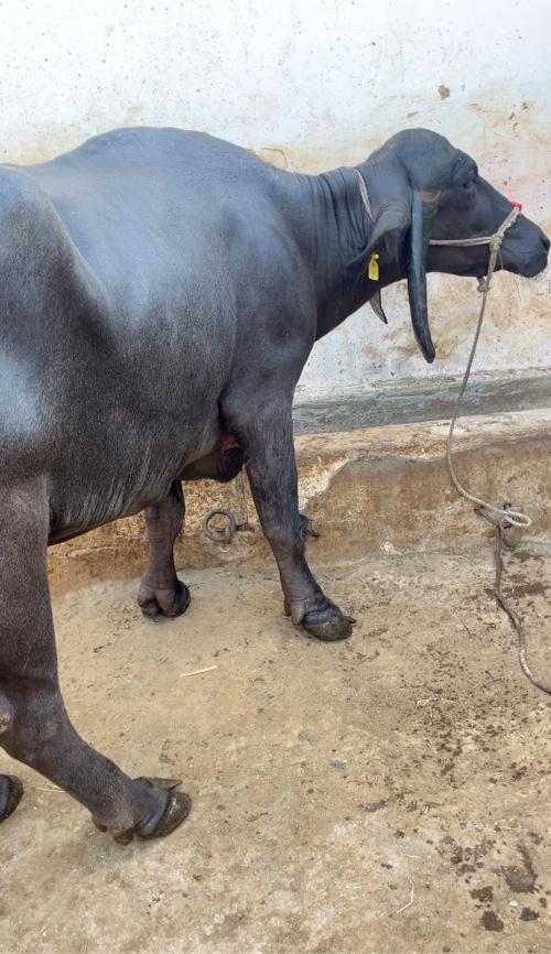 વેચવાની છે