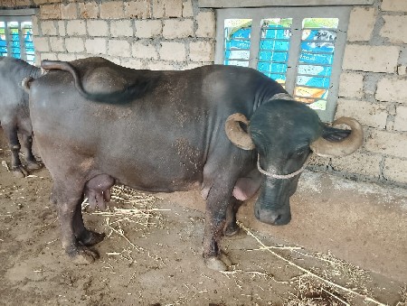 ભેંશ વેચવાની છે