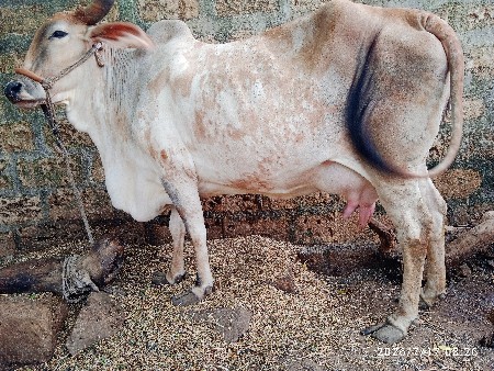 ગાભણી ગાય વહેચવાની છે