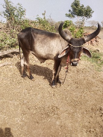 બળદ વેચવાના છે