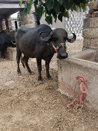 ખરેડી વેચવાની છે