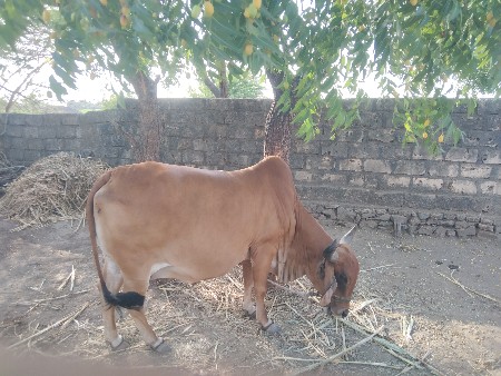 ગાય