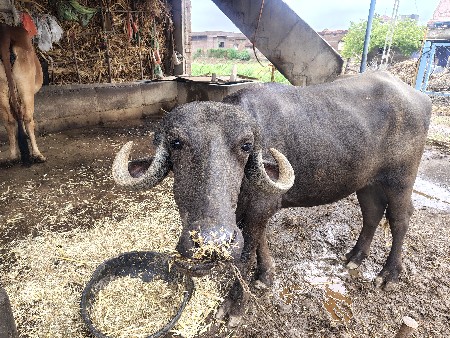 ઓરિજિનલ જાફરાબાદી ખડાય વેચવાની છે