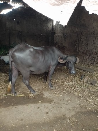 ભેંશ વેસવા ની સે