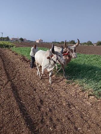 બળદ વેચવાના છે