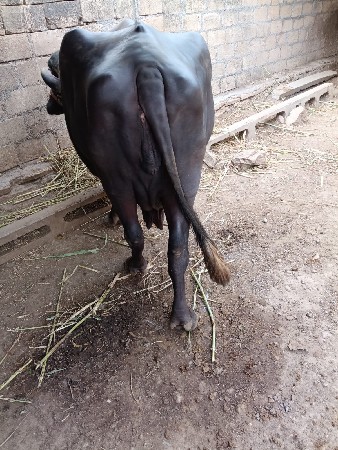 ભેંશ વેચવાની છે