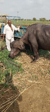 ભેંસ વેચવાની છે