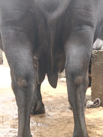 ભેંસ વેચવાની છે ભેંસ વેચવાની છે