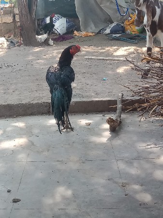 તમિલનાડુ તો 2 ભાજી કા ઓનર હૈ