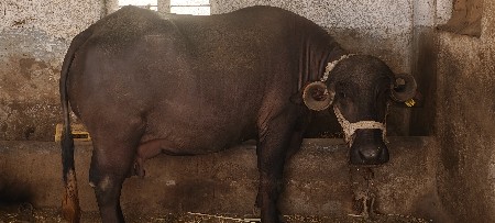 ભેંસ