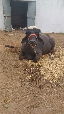 ભેંસ વેચવાની છે