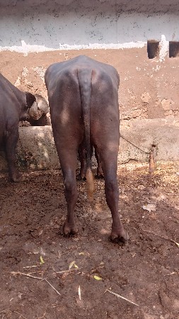 પાડો વેચવાનો છે