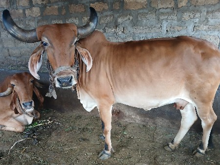 gir gay veshvani se