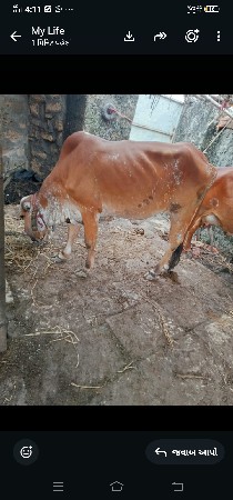 હોડકીવેસવાનીસે