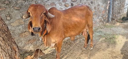 ગીર ગાય વેચવાની છે