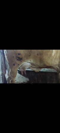 ગાય વેચાવ
