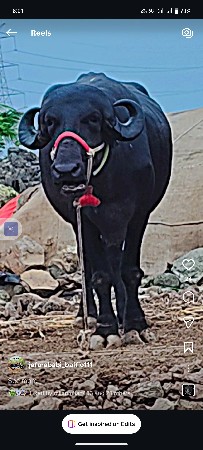 ખડાઈ વેચવાની છે.