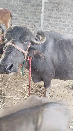 મેહૂલભાઈ 9879234255