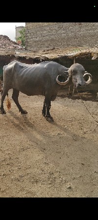 ભેંસ વેચવાની છે