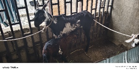 બકરી ને બચુ વેચવાનું છે