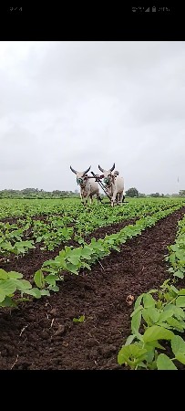 ગોધલા વેચવા ના છે