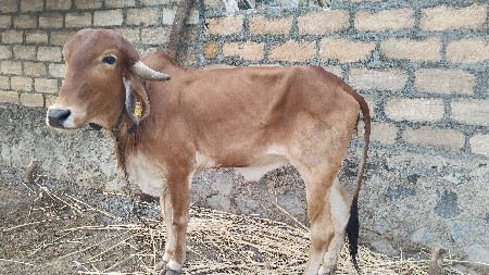 વાસડી