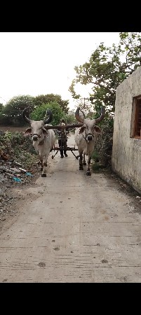 બળદ વેચવાના છે