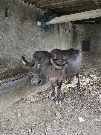 આ ભેંસ વેચવાની છે