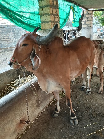 ગોઠલા વેચવાના છે