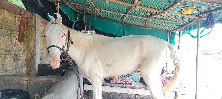 ઘોડો વેચવાનો છે